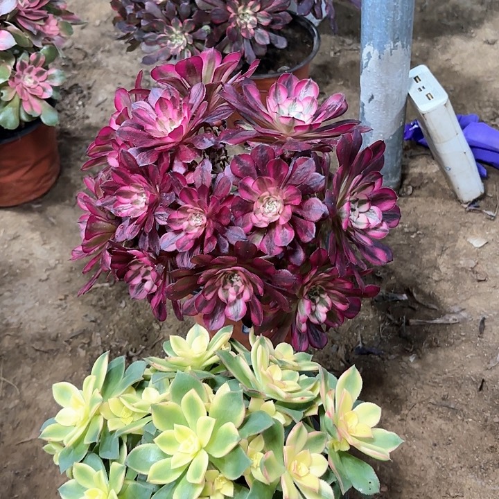 珍**生多肉植物法师2颗64