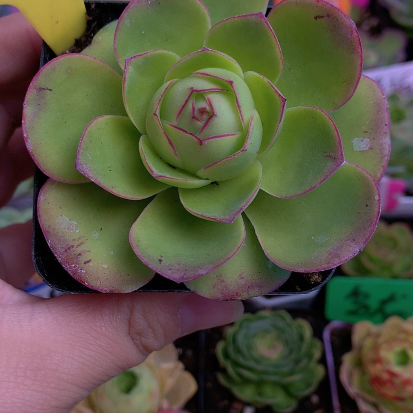 【闪购商品】yjj233凤栖