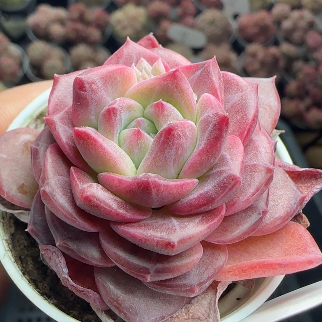花语逸镜0226-576