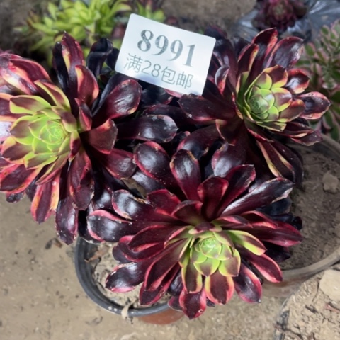 欧佳多肉多肉8991