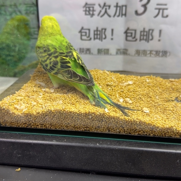 虎皮鹦鹉大头虎皮鹦鹉