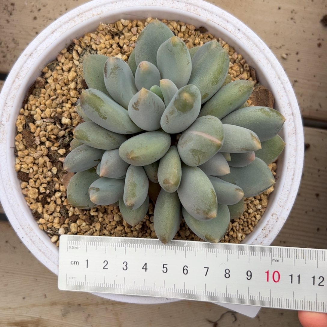 773胖体哥特满38包邮多肉植物