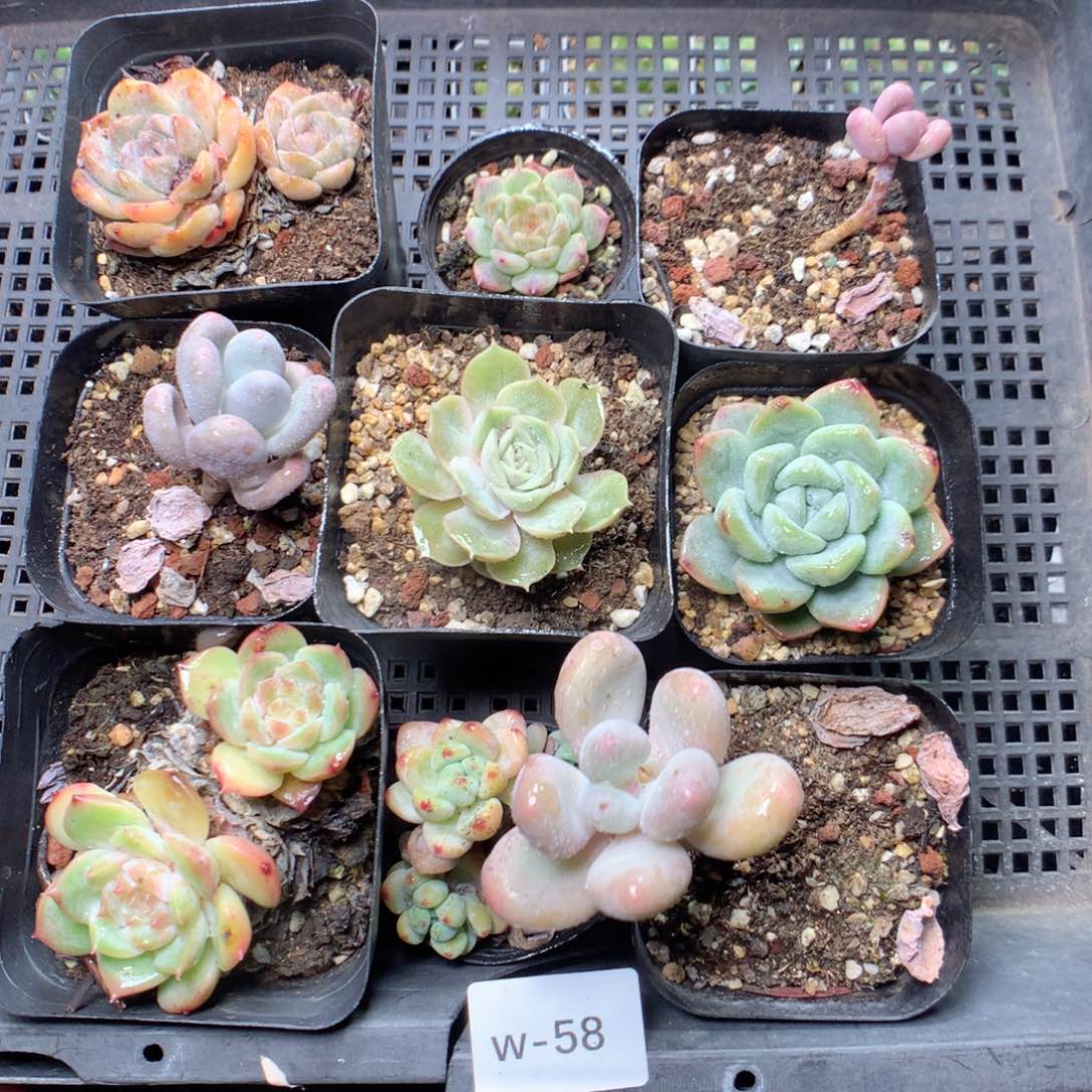 无花朵W58英语英语英语英语呀