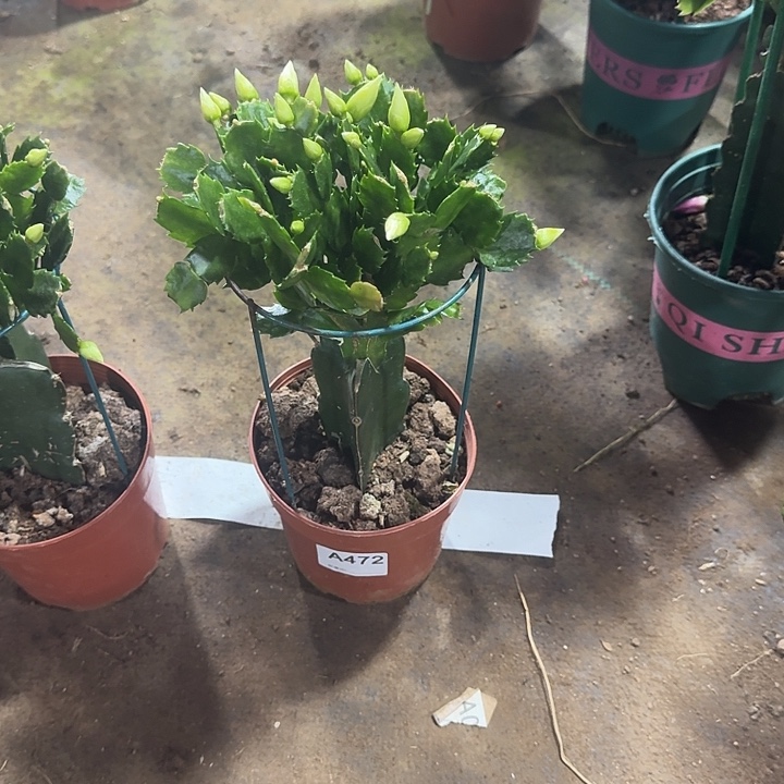 馨***蕊大部分开放少量花苞472嫁接011