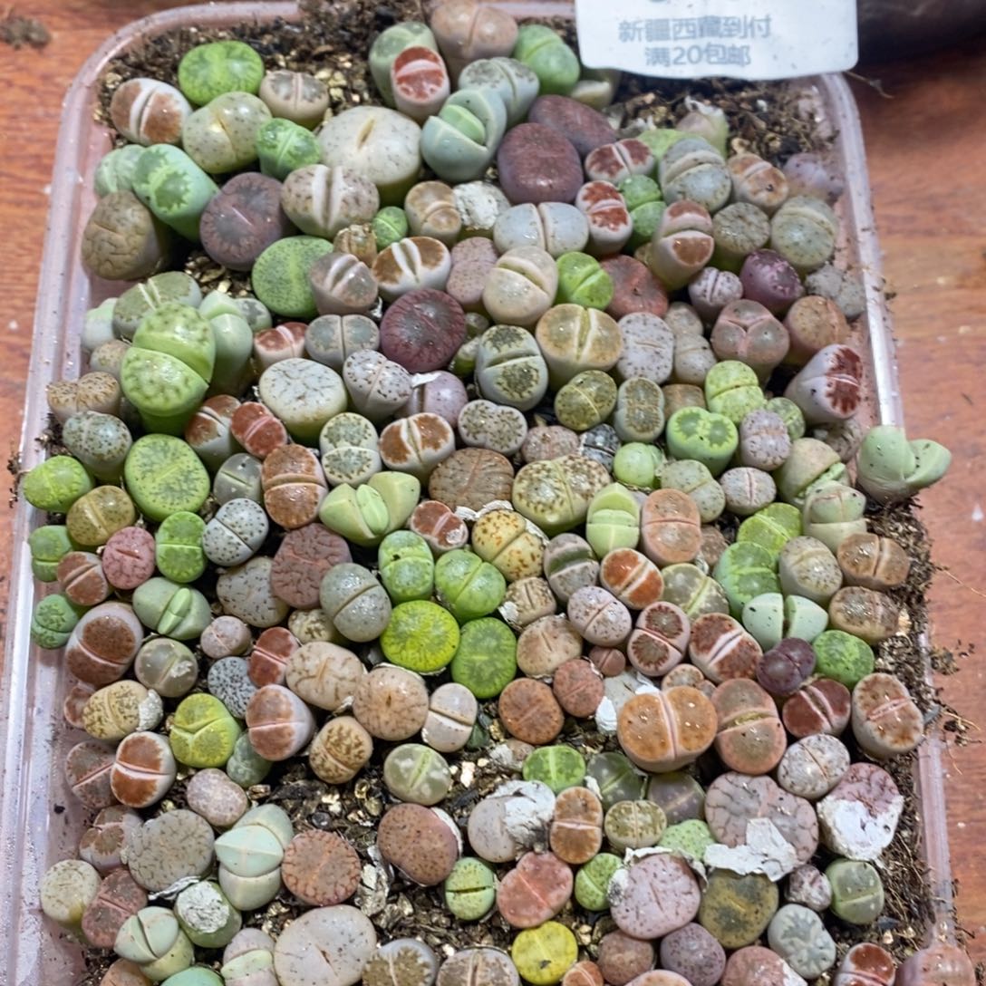 多肉蛋炒饭感谢您相伴643