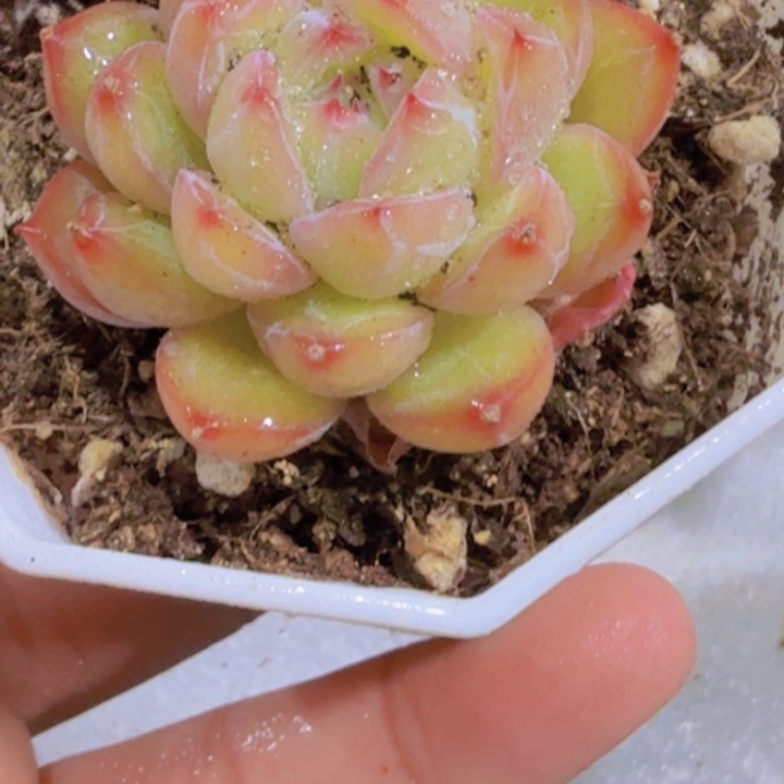 八角盆雪花珍妮一颗