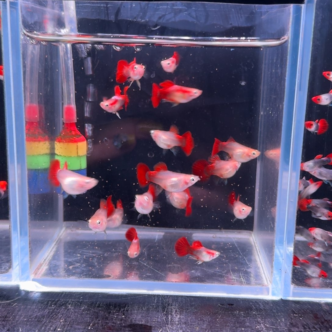 孔雀鱼小黄豹10条