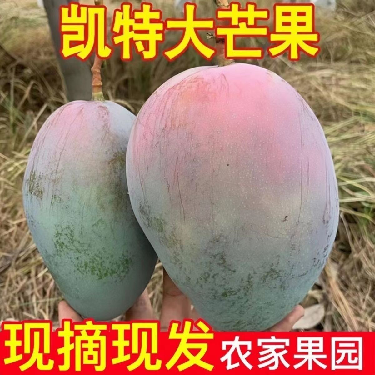 【超值爆甜】攀枝花凯特大芒果超甜凯特芒新鲜应季孕妇水果批发