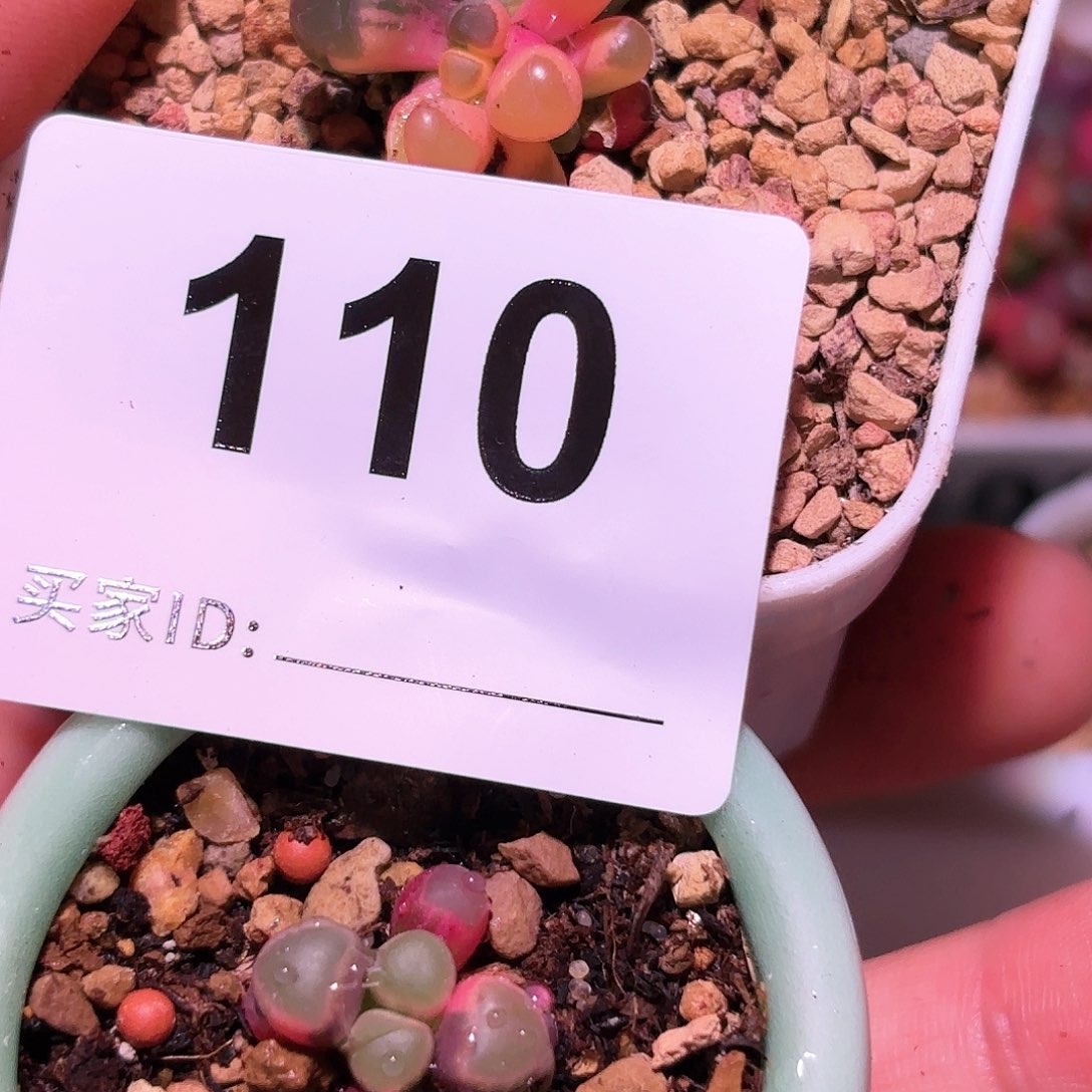 110号五十铃玉锦多肉植物锦一物一拍带盆土发货