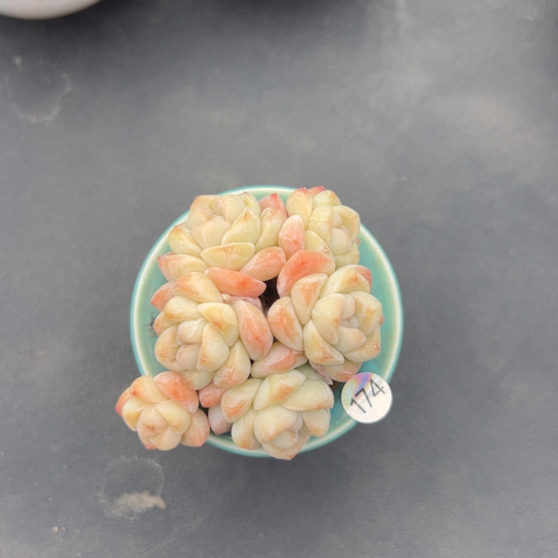 六头冰玉带盆000000000000