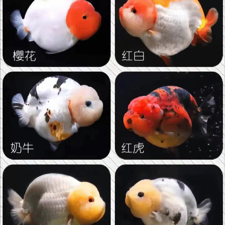 福州王氏高货种系兰寿金鱼（活体发货不可退货 活体发货不可拒收）