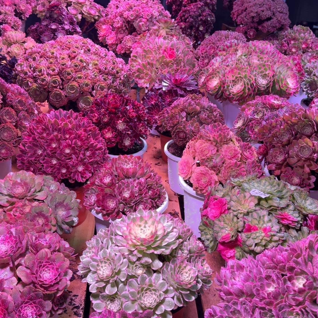 ****～多肉植物法师13妹福利