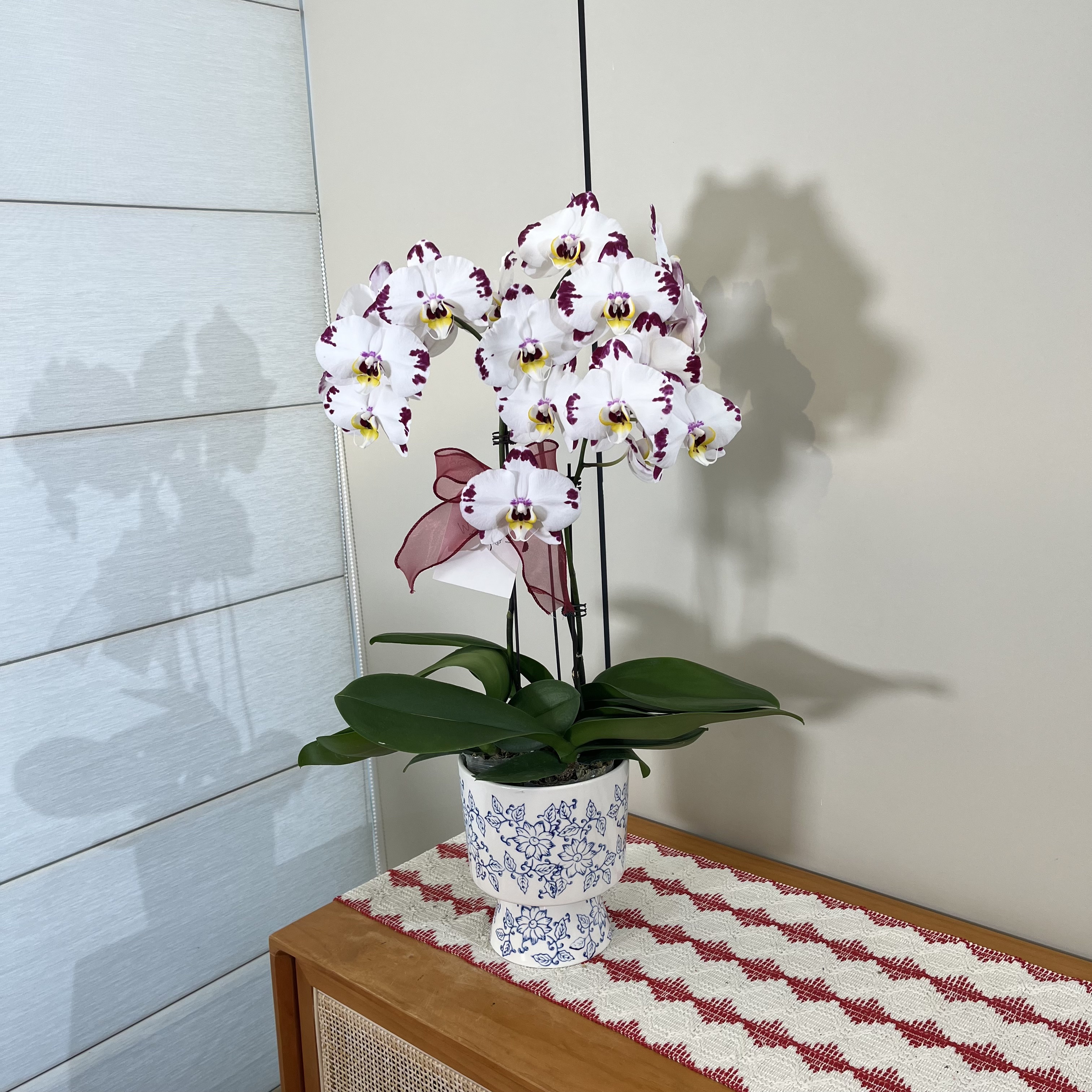 【海蓝之谜】白色系泼墨型独特别致蝴蝶兰 室内客厅摆件（全花开放）