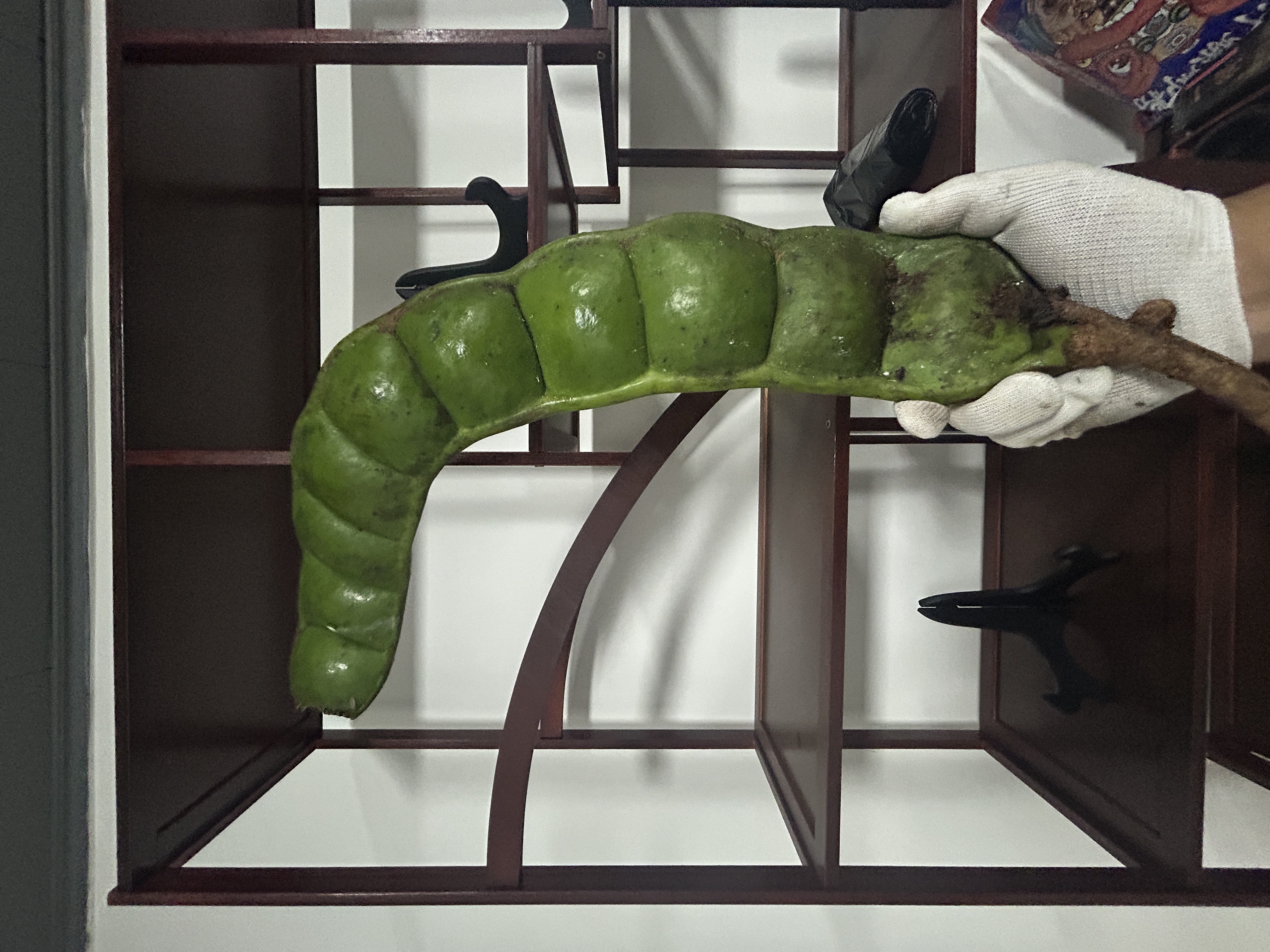 云南热带雨林过江龙平安豆木腰子最大的豆榼藤植物装饰文玩豆荚