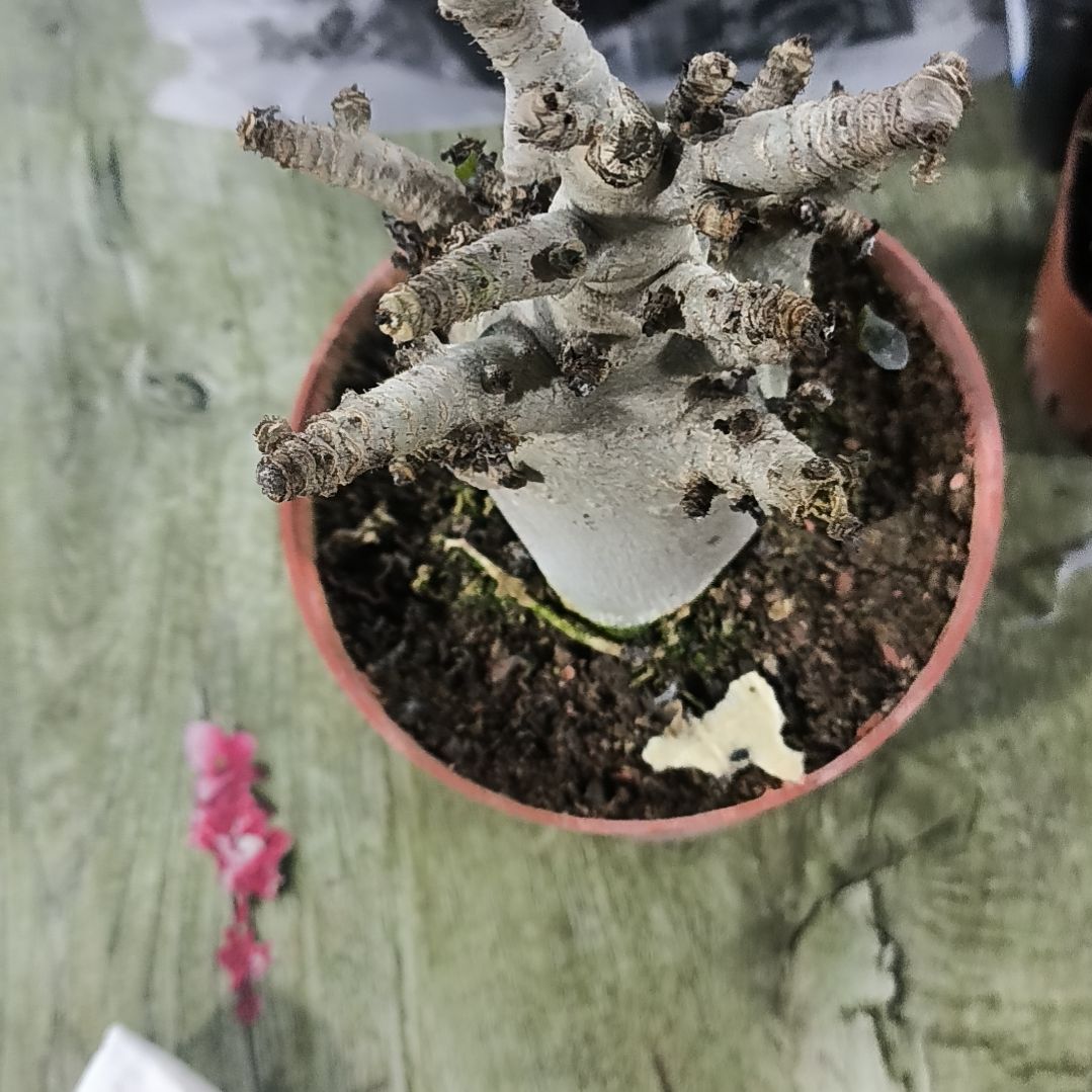 花花世界迷人眼的球球好看