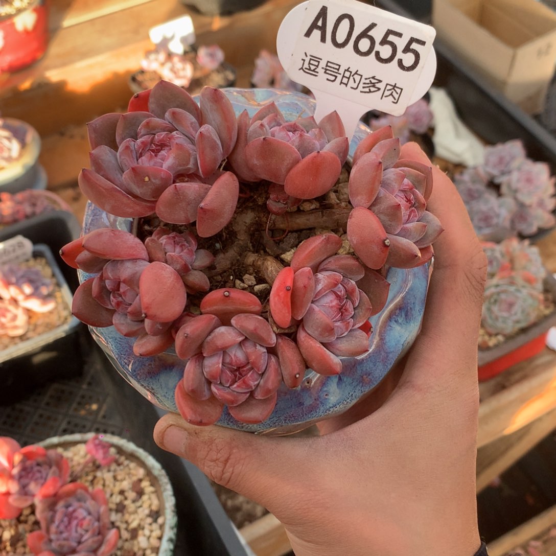 光***阳A0655 星影一头一桩 红体 有砍 11cm