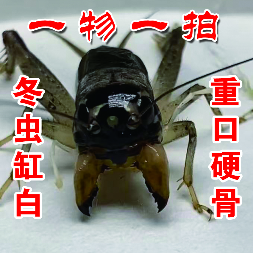 冬版白虫斗蟋  重口硬骨架 大笼型超大牙 黄峰蟋蟀蛐蛐