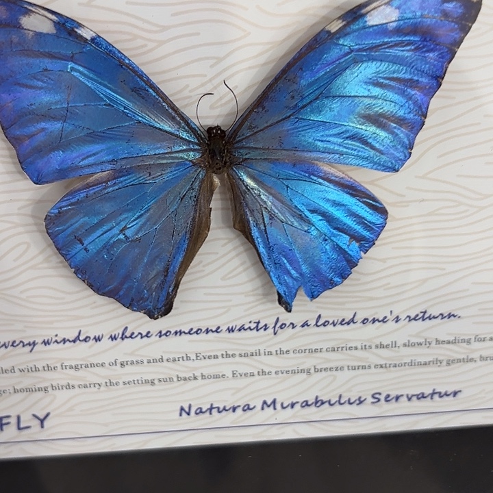 屏***玉蝴蝶标本定制398@