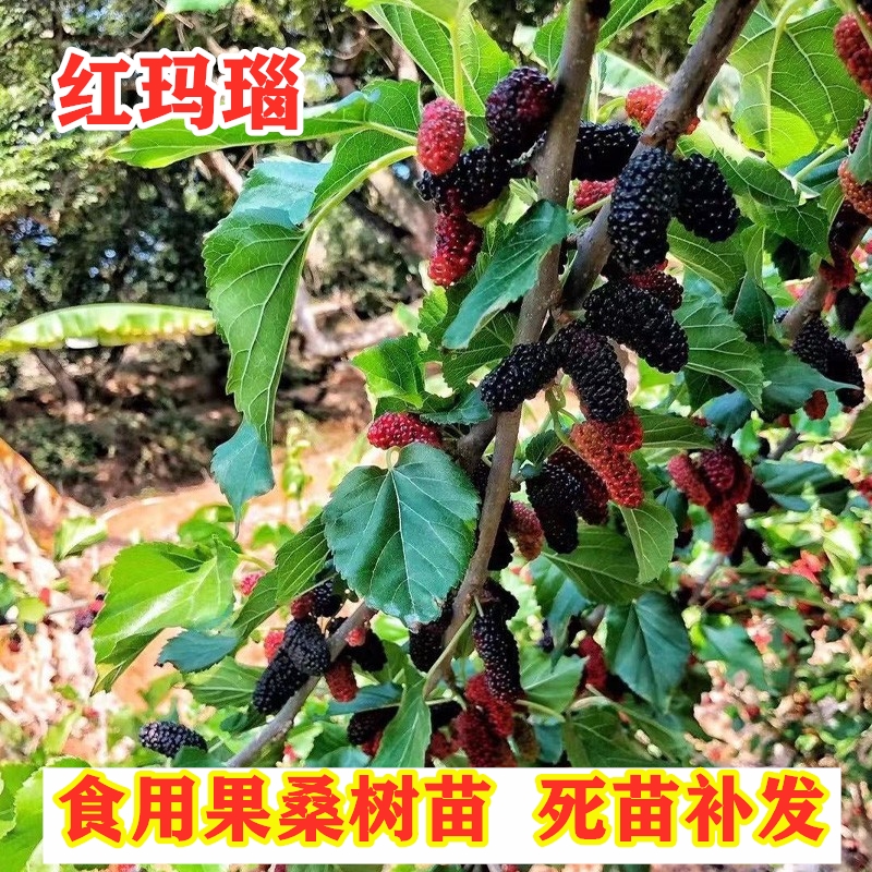 桑葚树果苗嫁接红玛瑙桑树活苗南方北方四季种植果桑苗树盆栽地栽
