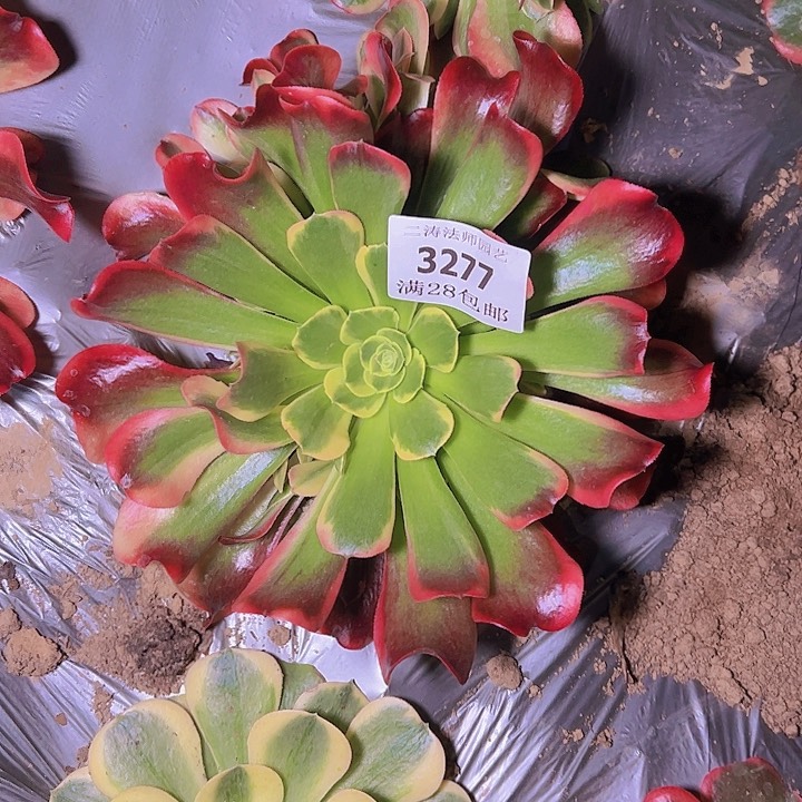 3277特斯拉多肉植物