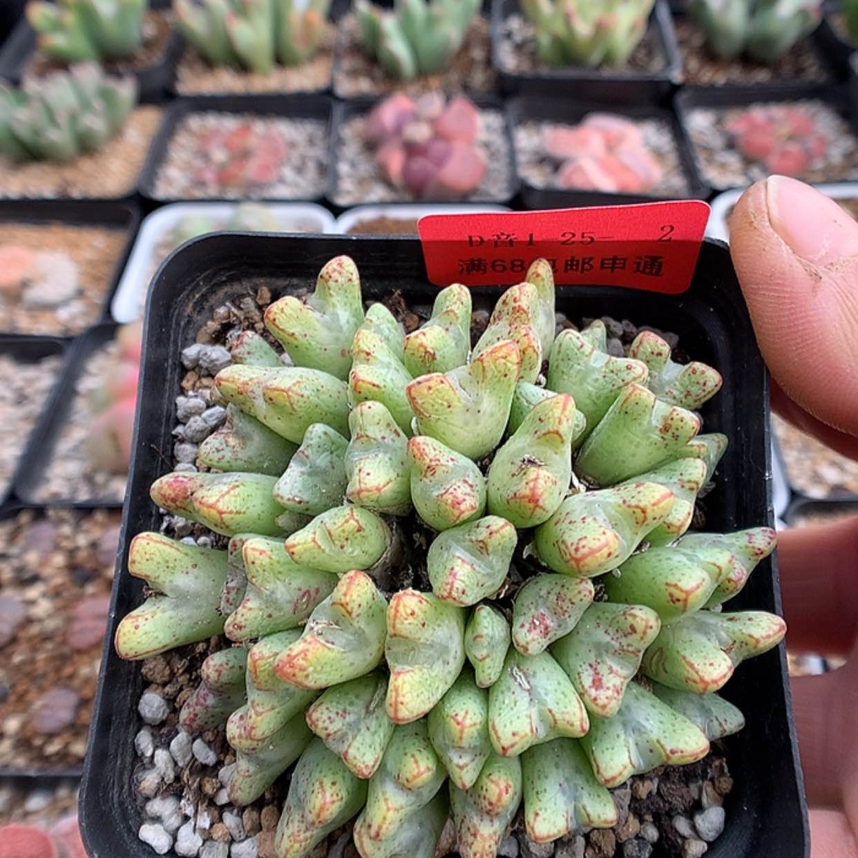 【闪购商品】1-25-2 粉花小t一群