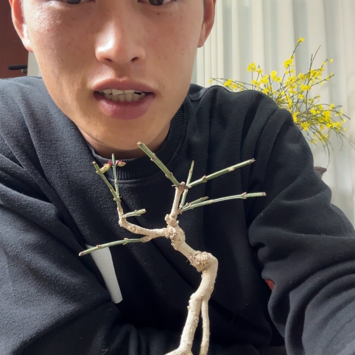 盆景平静平静平静哦机票价