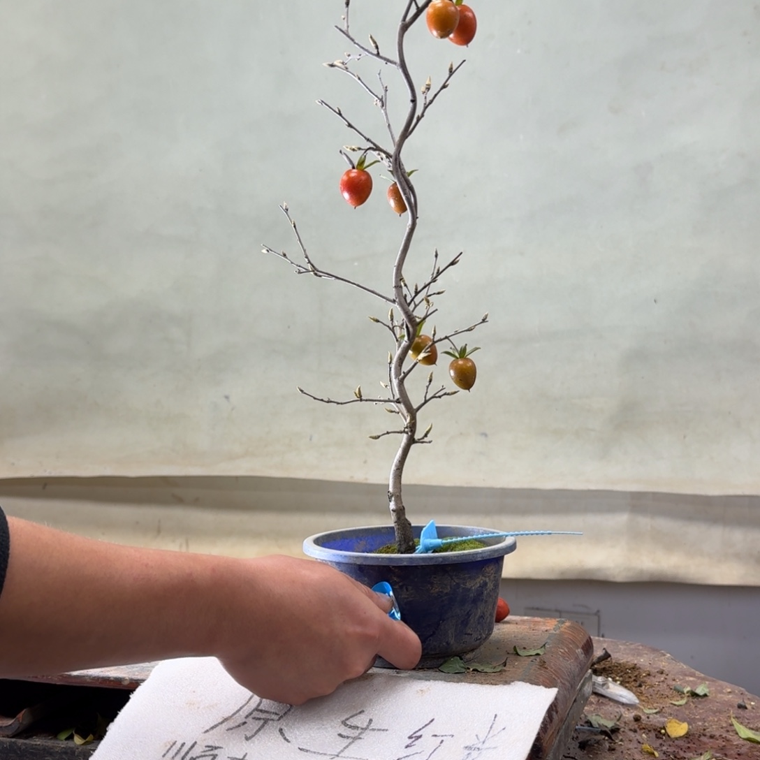 云***熙无花朵148顺丰到付不包邮