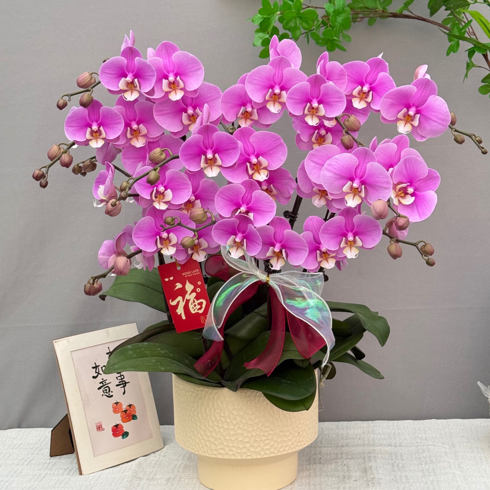 悦己《安娜-蝴蝶兰》鲜花 绿植 耐开 好养花期长 年宵花 室内欣赏花