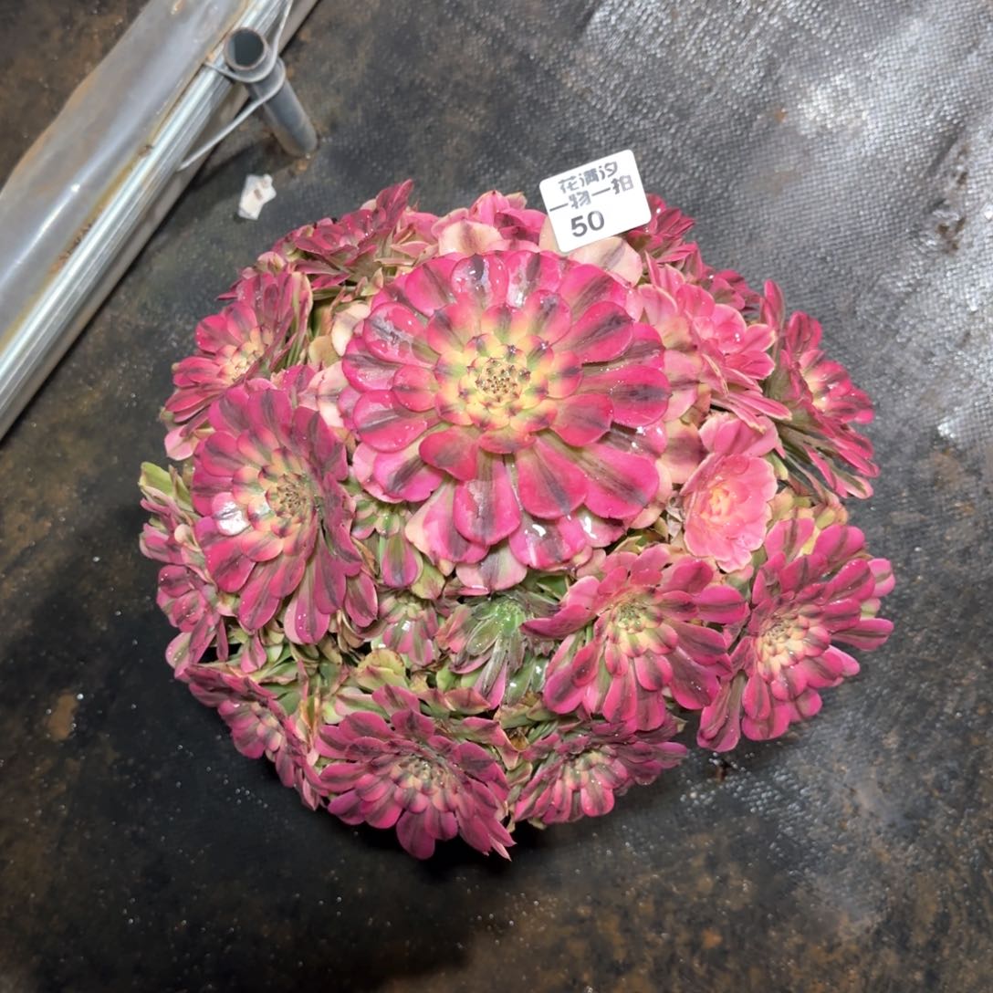粉钻多肉植物50号多肉