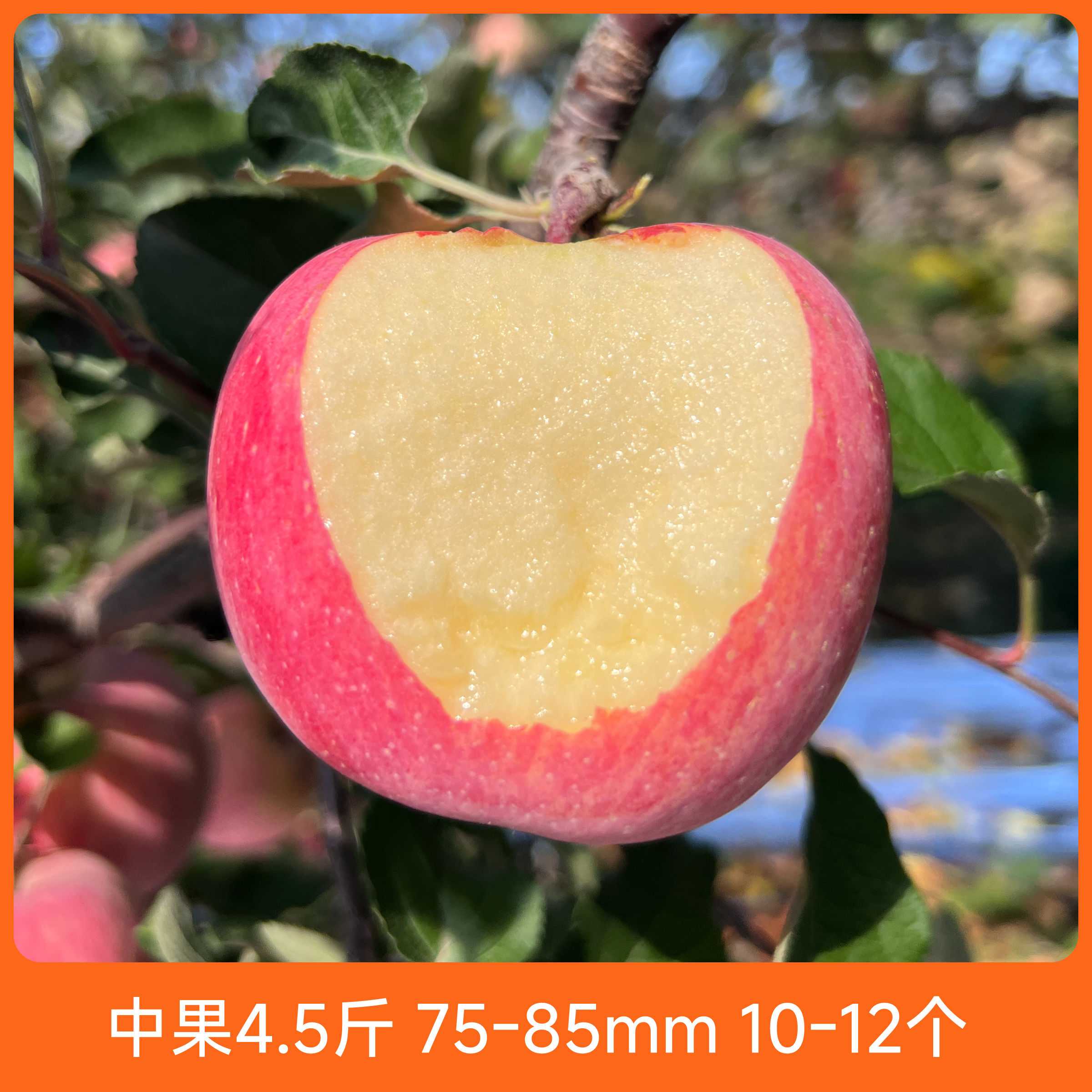 辰颐物语 洛川苹果4.5斤 高山苹果中大果脆甜多汁高原红霜降采摘