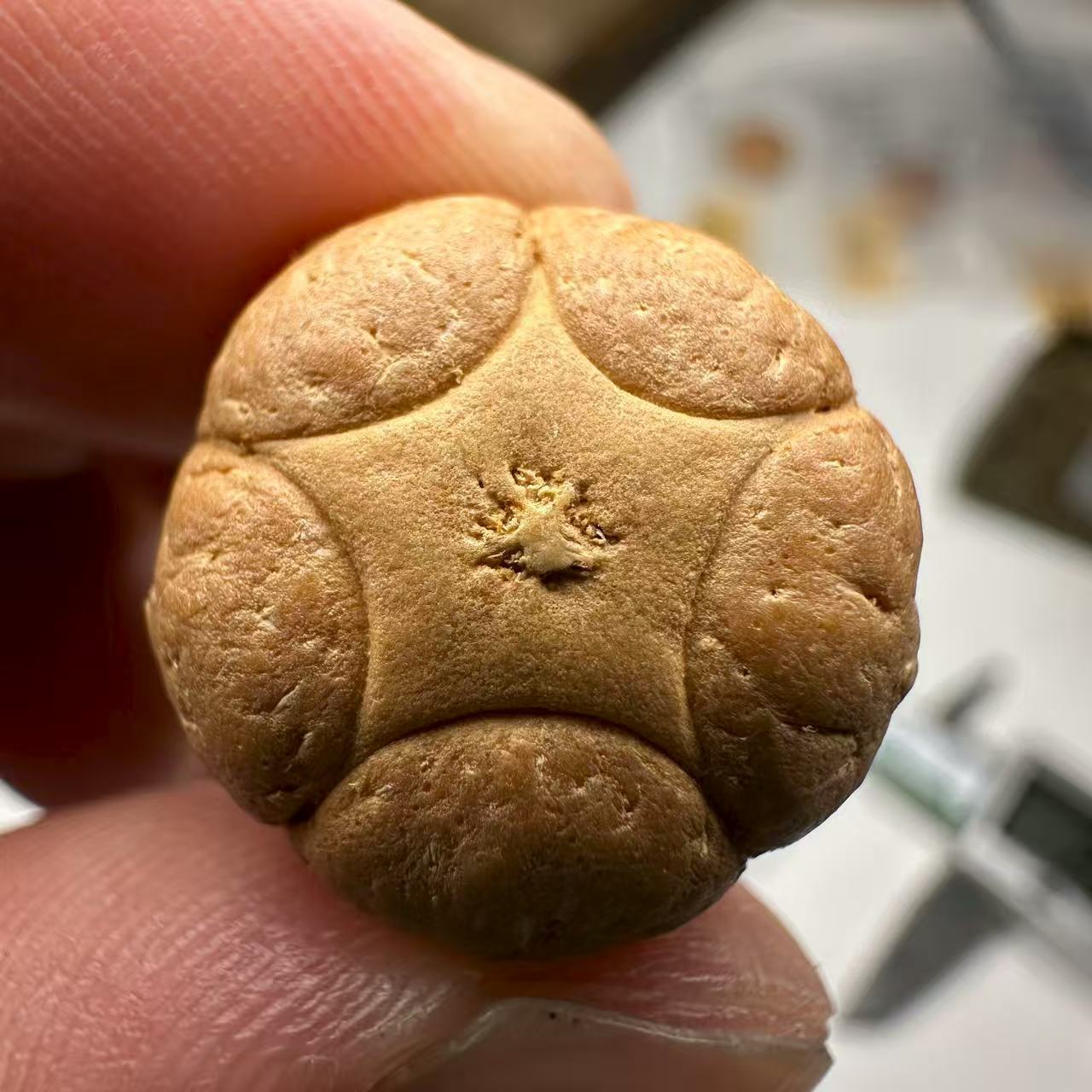 尼泊尔五星菩提，尺寸18，sss系列，货号116