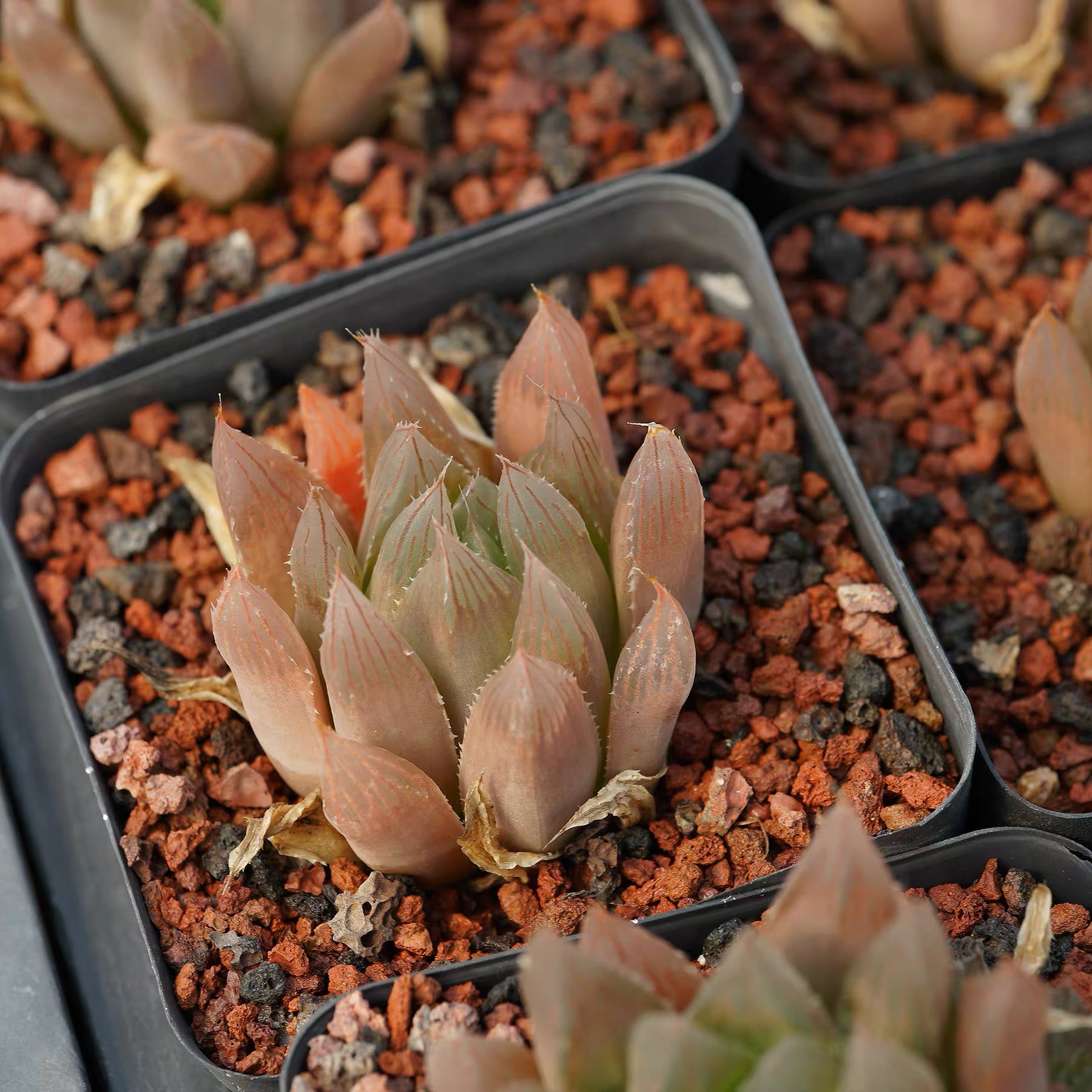 Haworthia cooperi 'pilifera' / 'leightonii' DMC08772