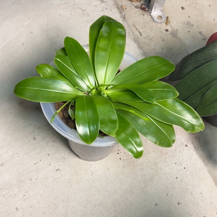 匙***草不开花植物蓝精灵X蓝路帝10寸