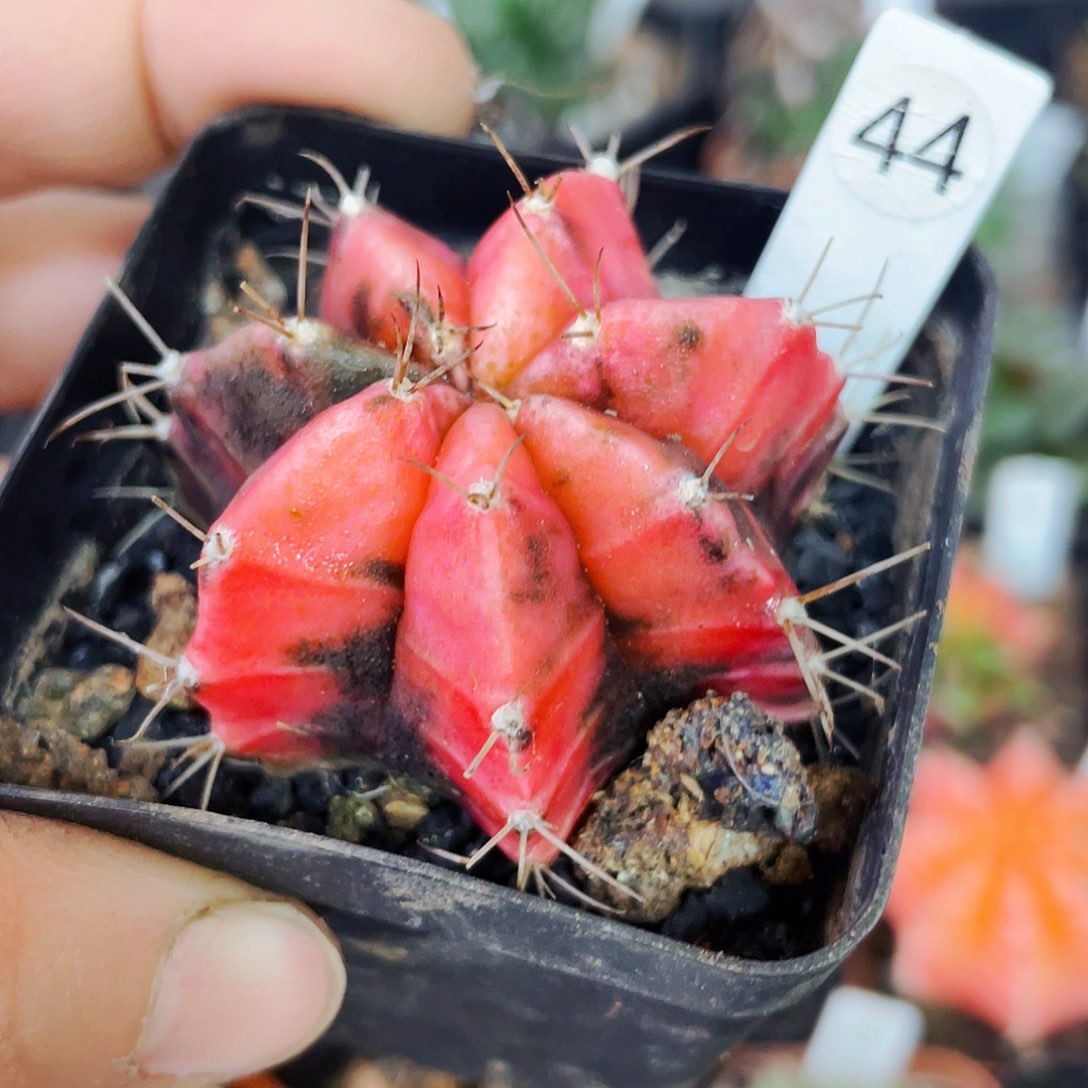 非偏远地区满25包邮仙人球