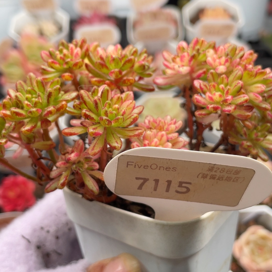 小人祭锦7115-12.0厘米