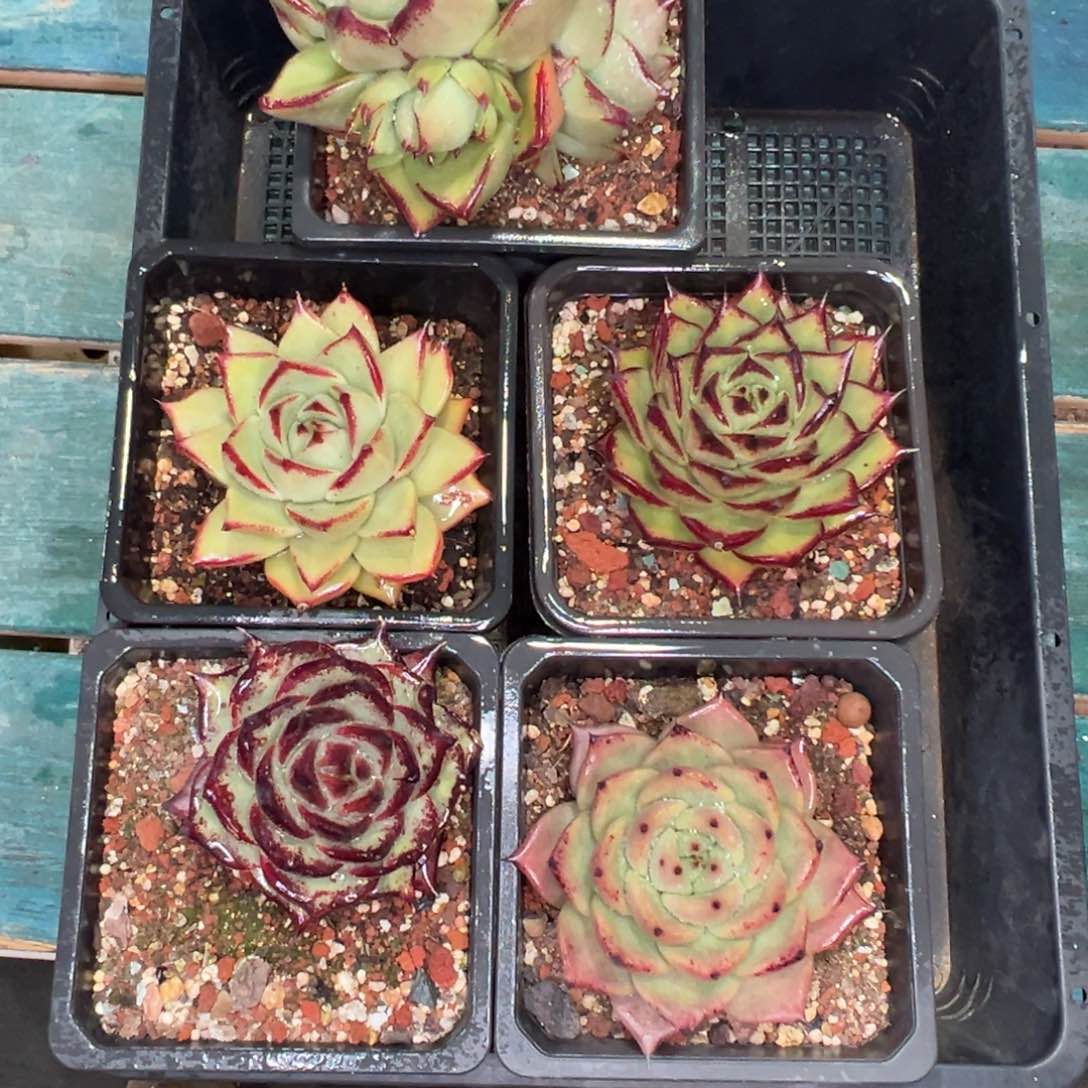 多肉精选编号0119.486