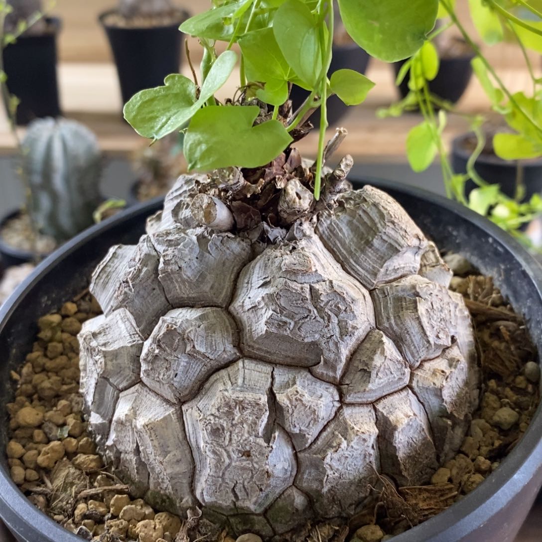 精品龟甲龙 一物一拍