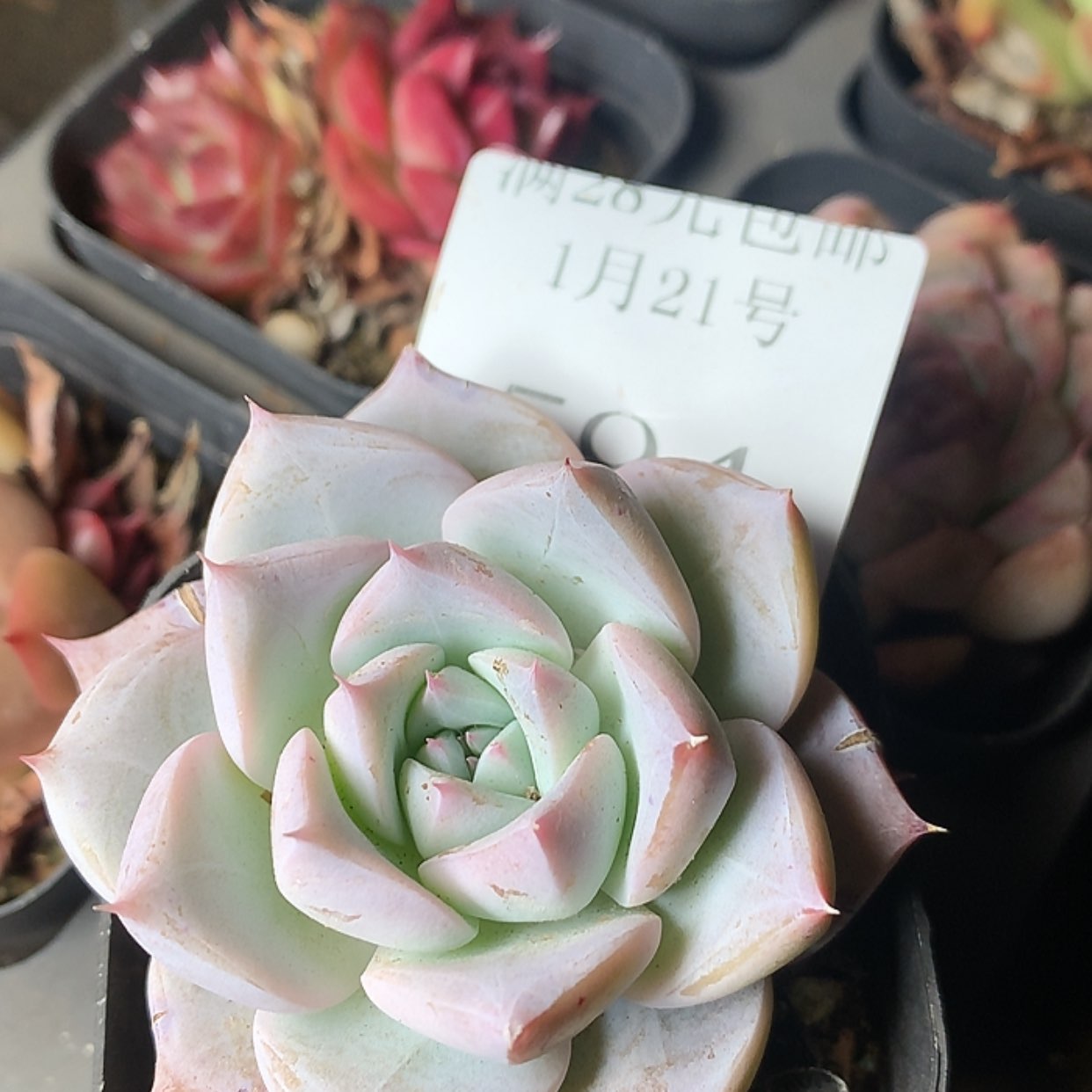 【闪购商品】云594