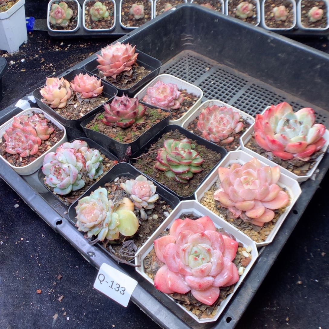 无花朵Q133。yyyyyyyy