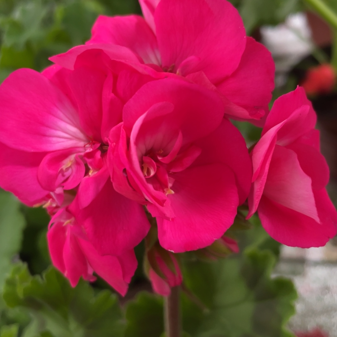 完全开放炫粉一代苗