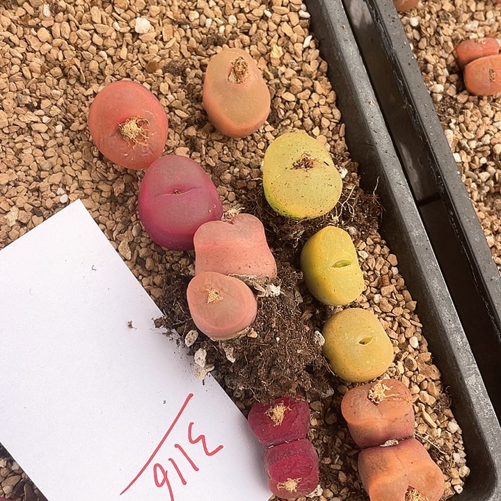 3116。  一组毛毛。