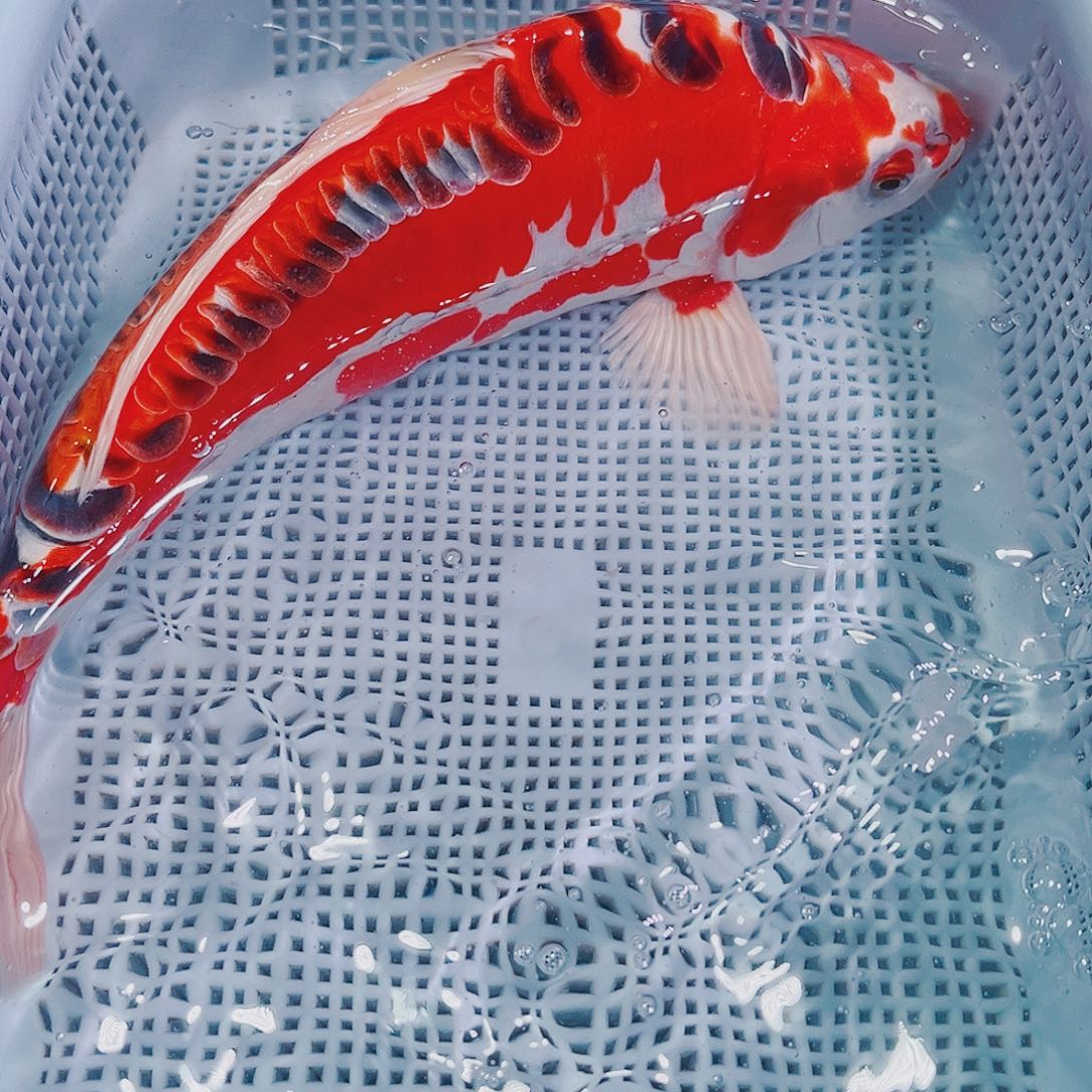 锦鲤锦鲤冷水鱼观赏114