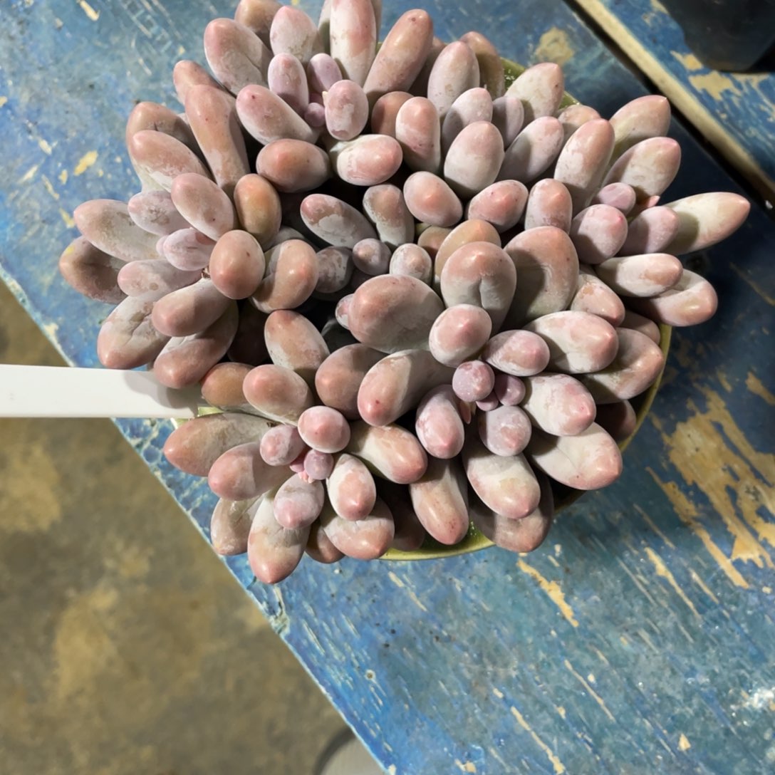 一物一拍中通快递