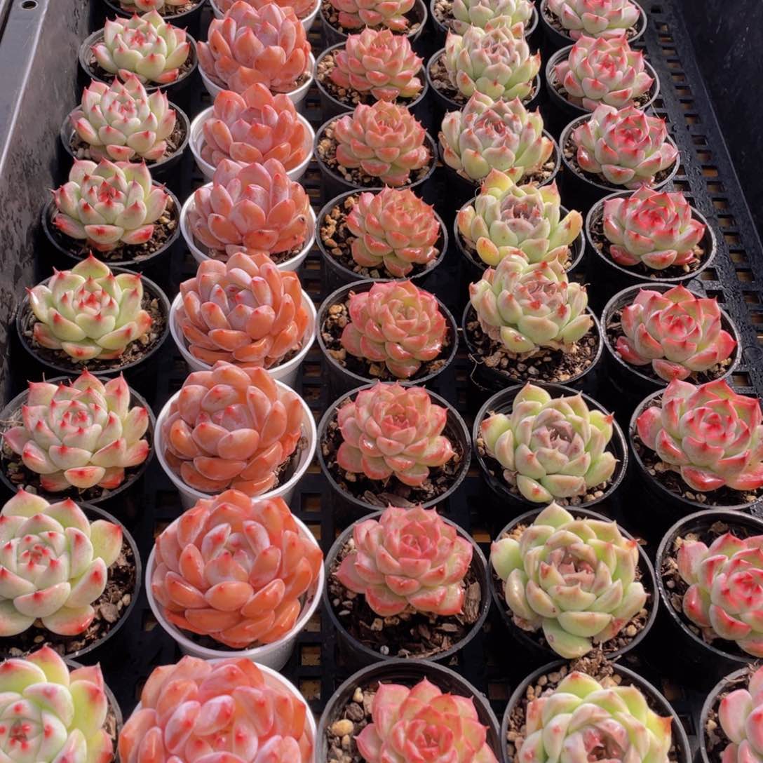 量拍82号 精美组合单头5个