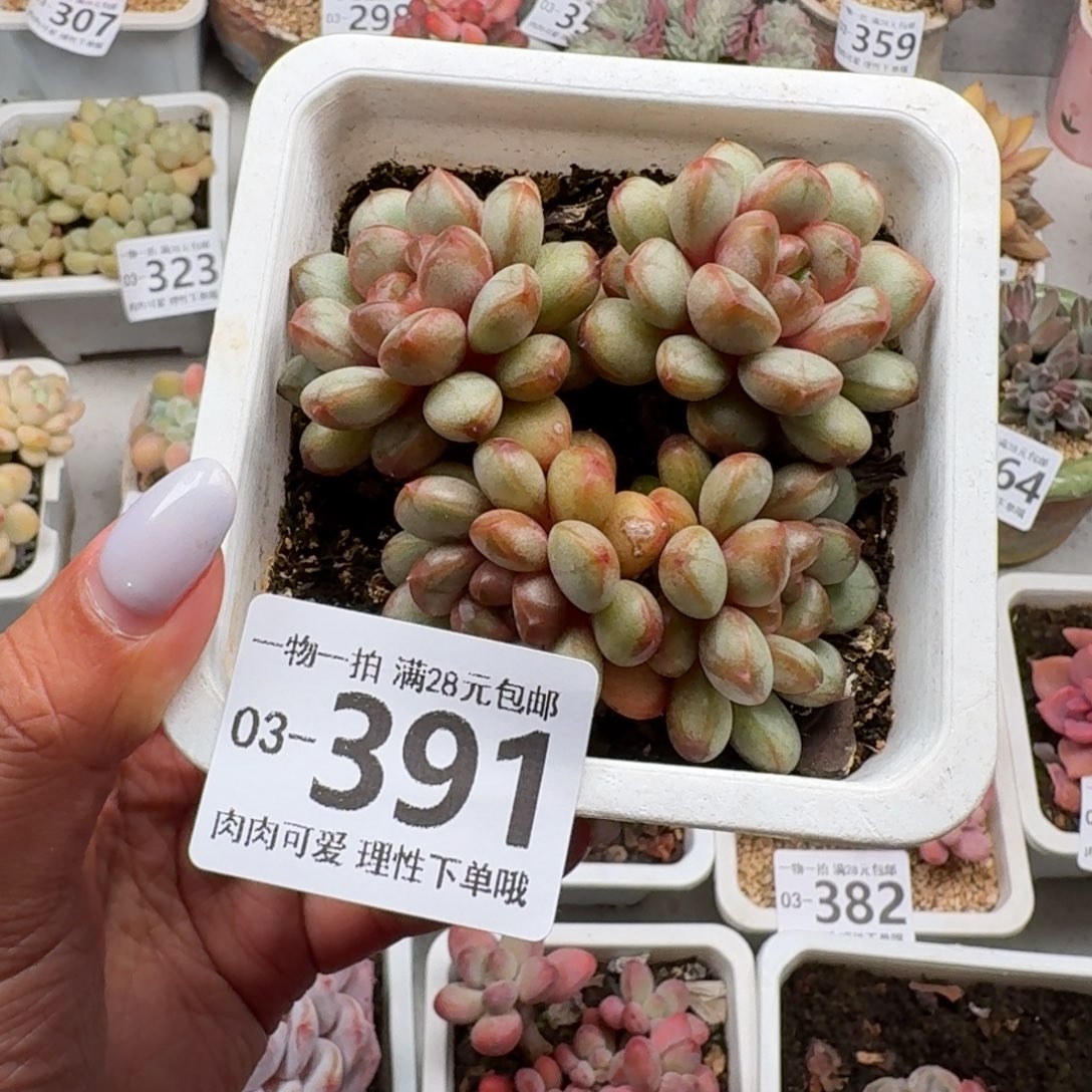葡萄无盆土发货无盆