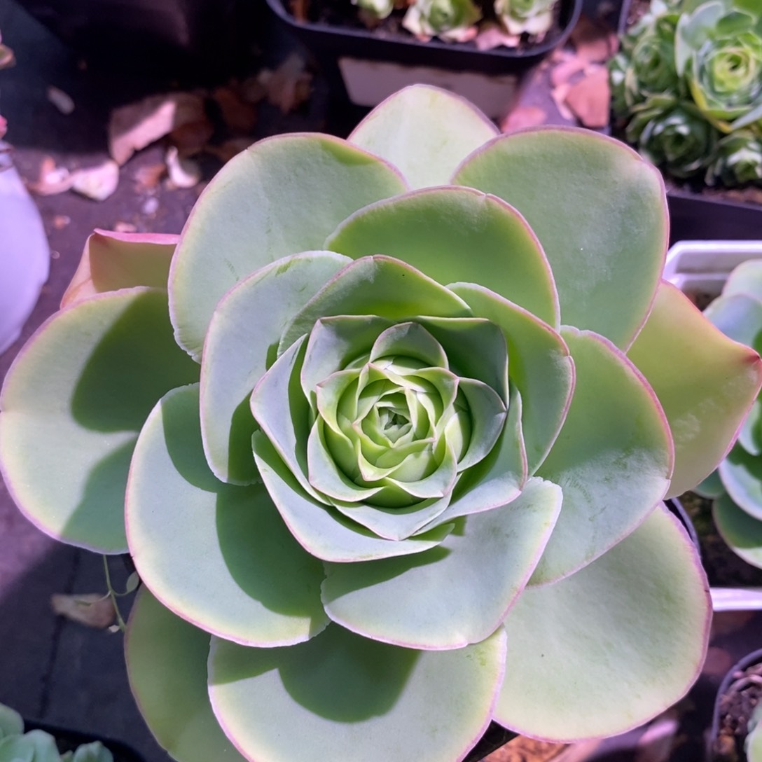 山地玫瑰新年福利一物一拍123大型帕尔玛