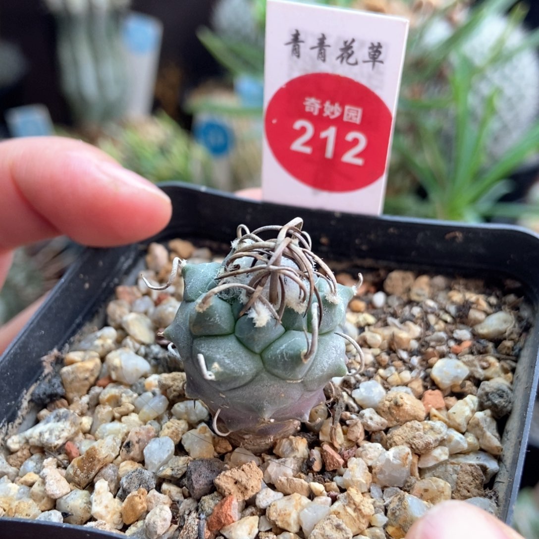 实生粗碳刺娇丽一颗