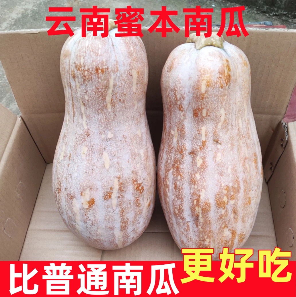 【自然熟】云南蜜本南瓜正宗甜糯老南瓜批发当季新鲜蔬菜非贝贝南瓜