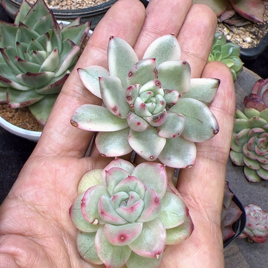 多肉植物，多肉植物