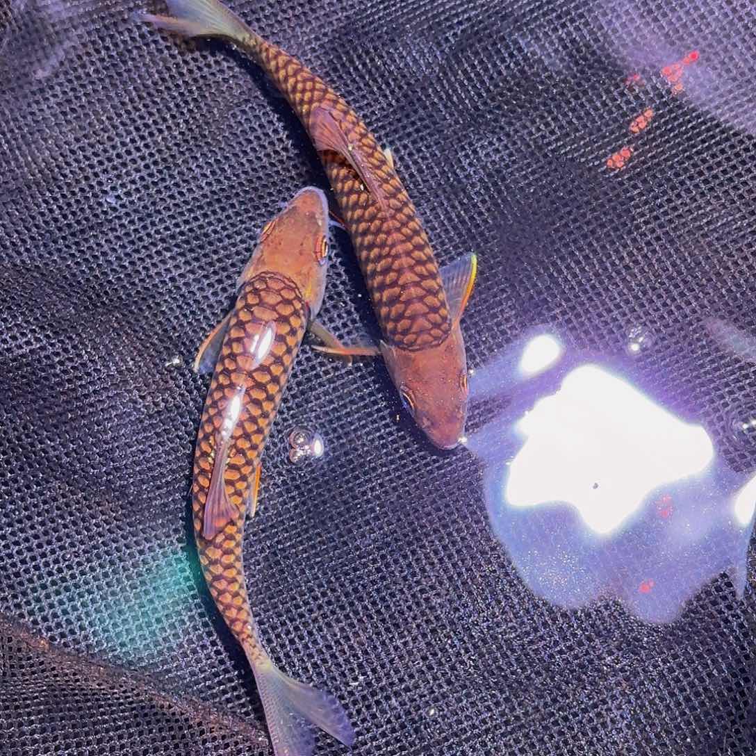 吉罗鱼马来西亚巴拉